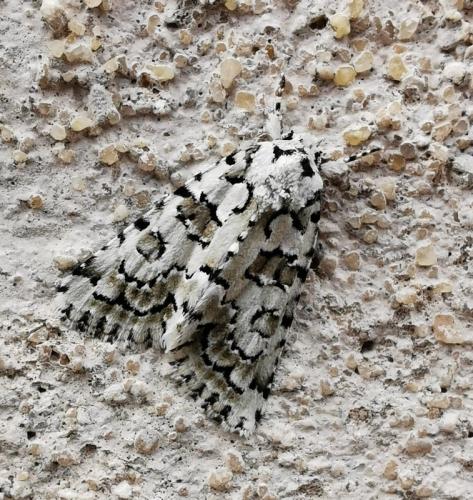 Nyctobrya muralis